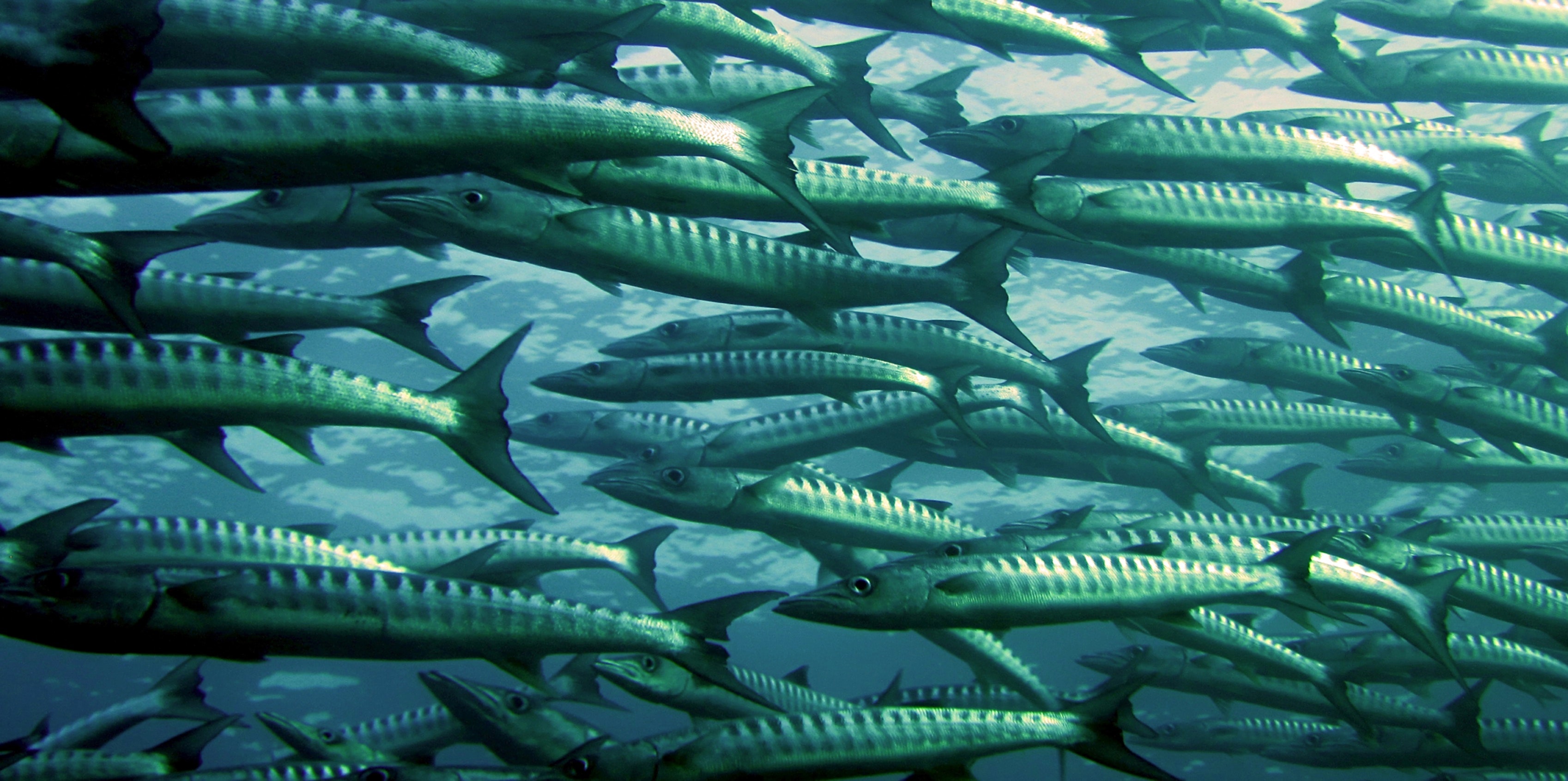 Rete per pesca barracuda